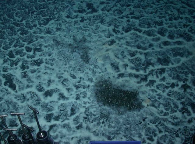 A seafloor hydrocarbon seep is one location where self-mutating microbes were previously found.