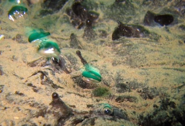 Natural gas bubbles up through asphalt on the seafloor off the California coast. Credit: Valentine Lab