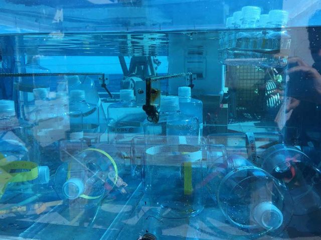 Biological Hydrocarbon Production